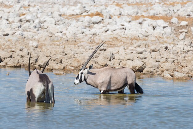 Oryx debout dans la savane africaine, le majestueux parc national d'Etosha, meilleure destination de voyage en Namibie, en Afrique.