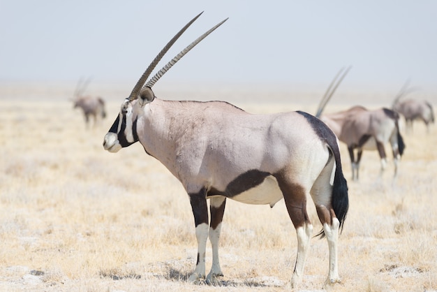 Oryx debout dans la savane africaine, le majestueux parc national d'Etosha, meilleure destination de voyage en Namibie, en Afrique.