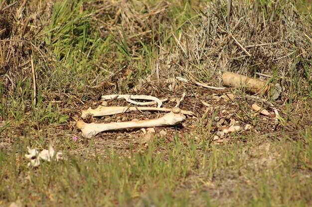 Os d'animaux sauvages sur l'herbe indigène