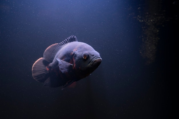 Oscar Fish Poisson d'eau douce d'Amérique du Sud de la famille des cichlidés nageant sous l'eau