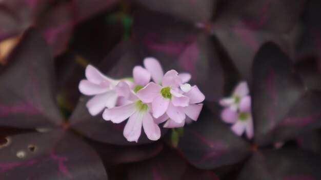 Photo l'oseille des bois d'oxalis, la fleur pourpre d'oxalis, les fleurs violettes de trèfle de shamrock, l'oxalis triangularis.