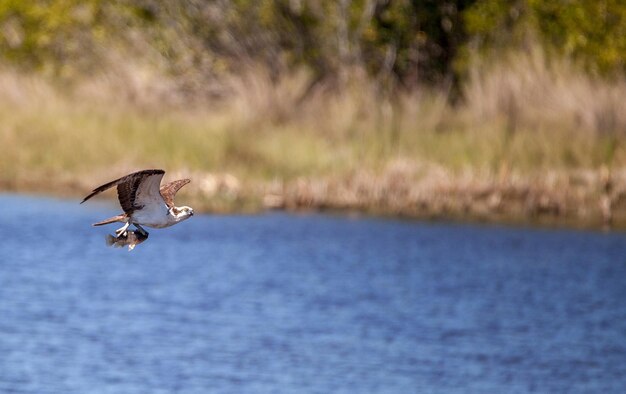 L'osprey volant au-dessus du lac