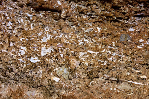 ossuaire préhistorique à Cueva Calaveras de Benidoleig