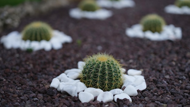 Ot de beaux petits cactus poussent dans un lit de fleurs avec des pierres autour