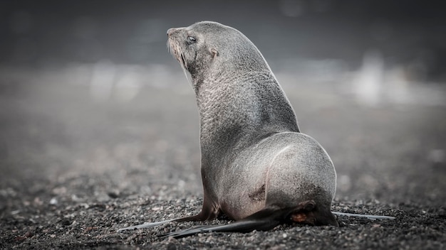 Photo otarie à fourrure de l'antarctiquearctophoca gazella une plage péninsule antarctique