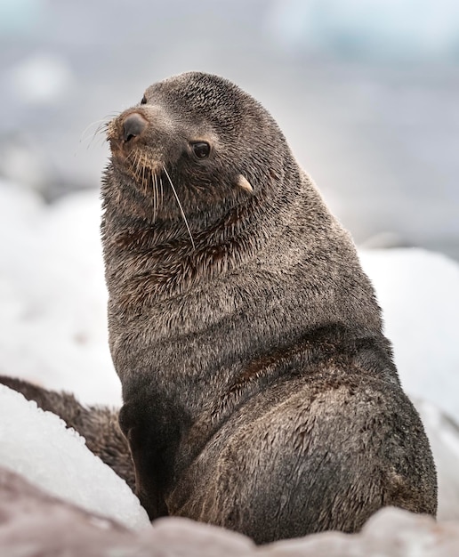 Otarie à fourrure antarctiqueArctophoca gazella une plage de la péninsule antarctique