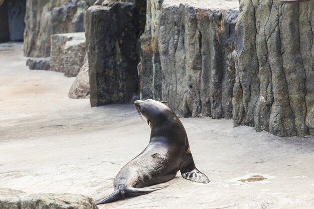 Otarie à fourrure mignon au concept de zoo de la vie animale dans la nature et les réserves naturelles de l'environnement