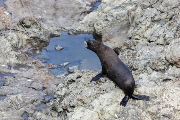 Otarie à fourrure de Nouvelle-Zélande (Arctocephalus forsteri)