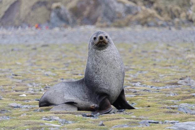 Otarie à fourrure sur la plage