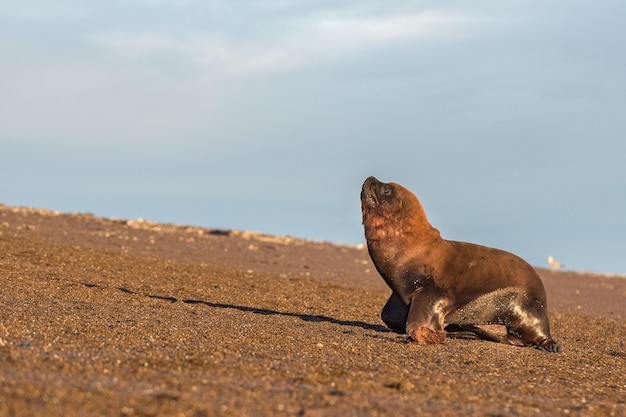 Otarie de Patagonie sur la plage