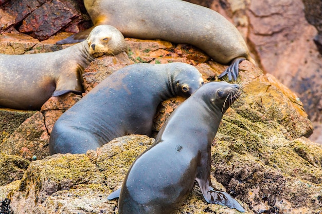 Otaries d'Amérique du Sud se reposant sur les rochers des îles Ballestas dans le parc national de Paracas au Pérou Flore et faune