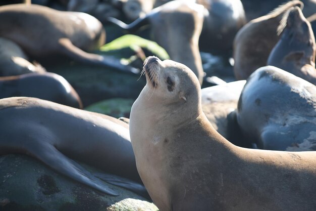 Otaries à fourrure sur la côte rocheuse de la plage Arctocephalus forsteri