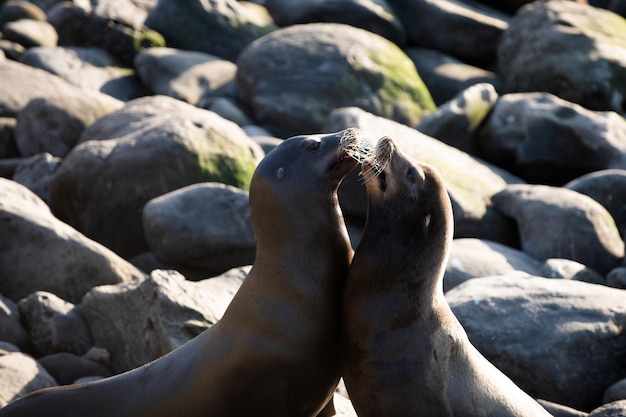 Otaries à fourrure sur la côte rocheuse de la plage arctocephalus forsteri