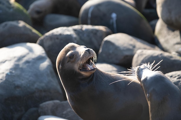 Otaries à fourrure sur le rivage rocheux de la plage. Arctocephalus forsteri.