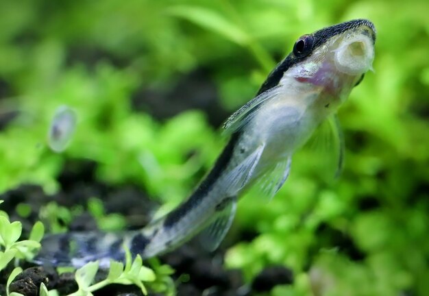 Otocinclus attaché contre la surface en verre d'un aquarium planté