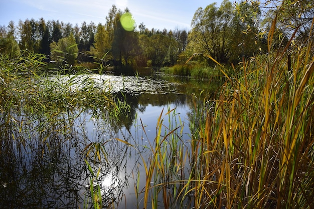 Oulianovsk Russie 4 octobre 2016 Réflexions d'arbres dans un lac calme dans l'arboretum d'automne