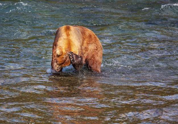 Ours sur l'Alaska