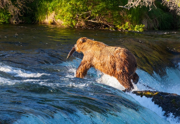 Ours sur l'Alaska