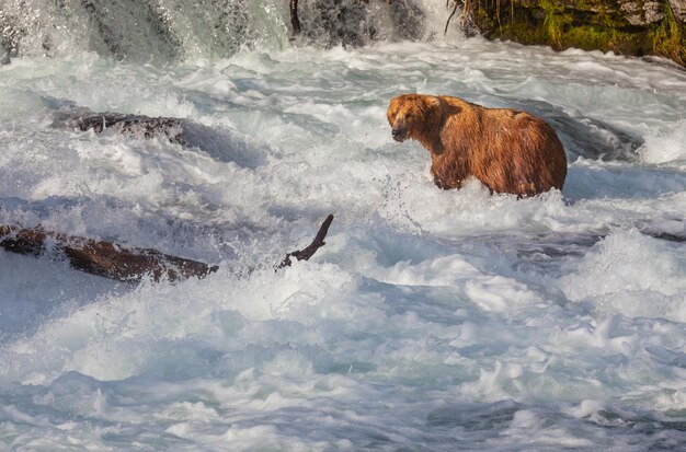 Ours sur l'Alaska