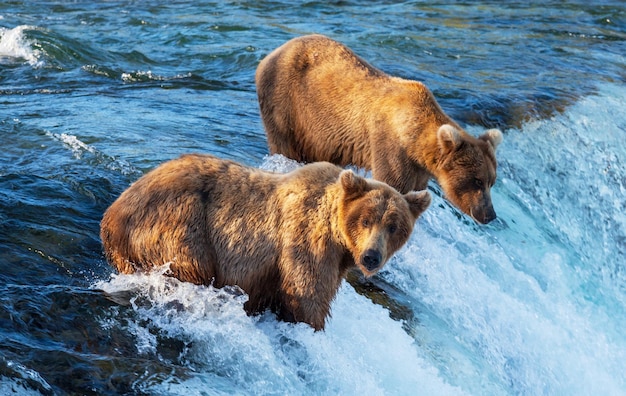 Photo l'ours en alaska