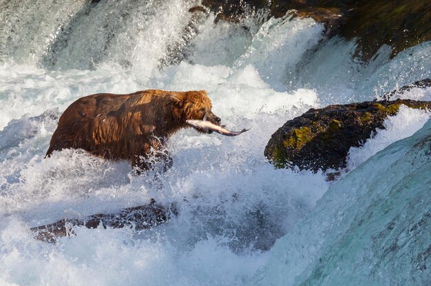 Photo l'ours en alaska