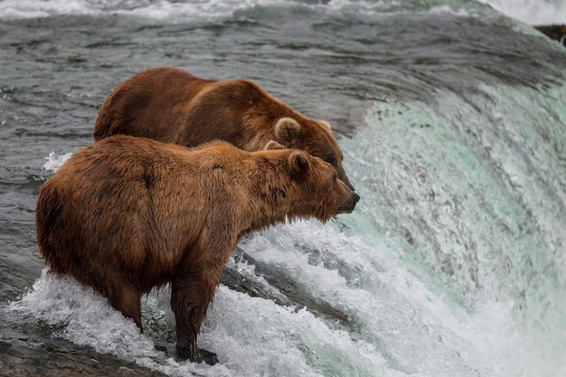 Photo ours sur l'alaska