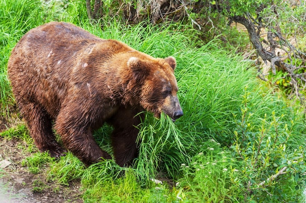 Ours sur l'Alaska