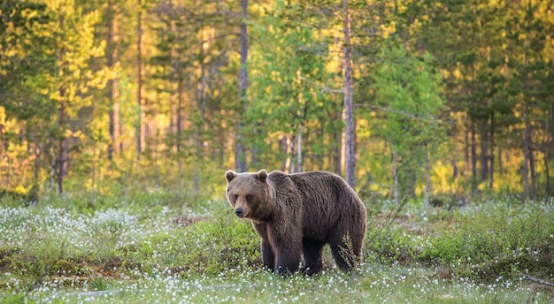 Un ours en arrière-plan d'une belle forêt