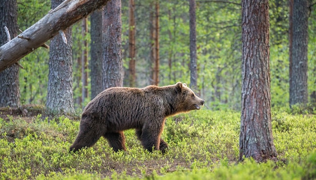 Un ours en arrière-plan d'une belle forêt