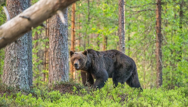 Un ours en arrière-plan d'une belle forêt