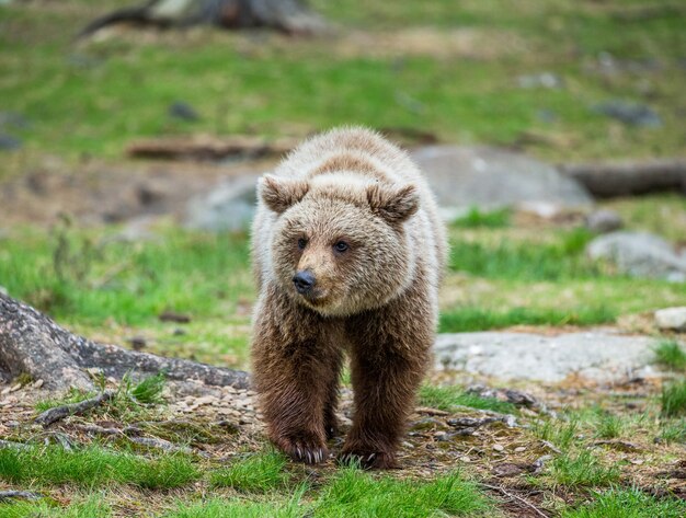 Un ours en arrière-plan d'une belle forêt