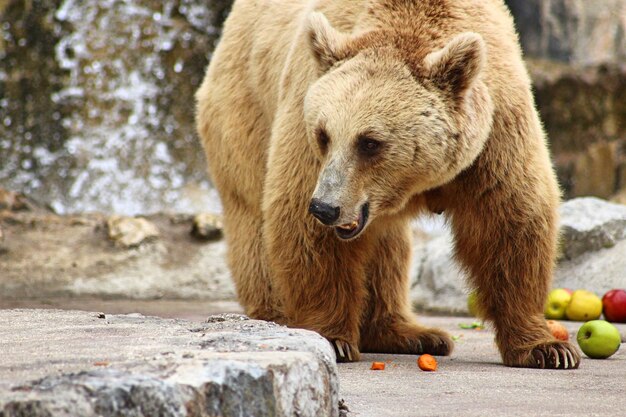 Photo un ours au zoo .