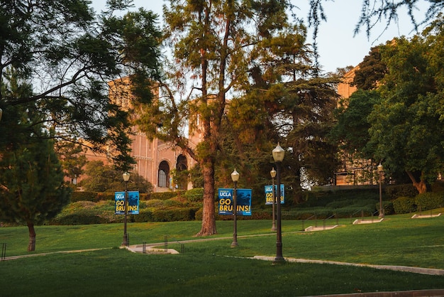 Photo un ours bruin sur le campus de l'université de californie à los angeles