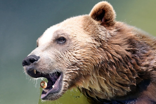 L'ours brun attrape un bagel