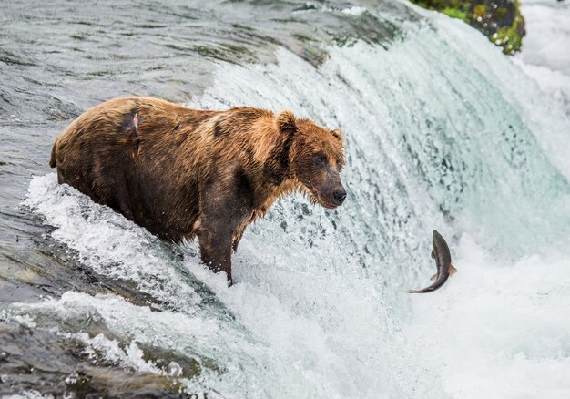 L'ours brun attrape un saumon dans la rivière