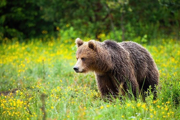 Ours brun bouleversé regardant vers le bas sur le pré de printemps avec des fleurs jaunes