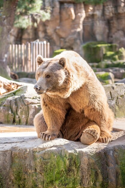 Ours brun en captivité (Ursus arctos) assis sur ses pattes sur une pierre dans son enclos