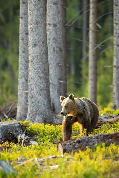 Ours brun à côté rétroéclairé par le soleil du matin dans la forêt d'épinettes au printemps