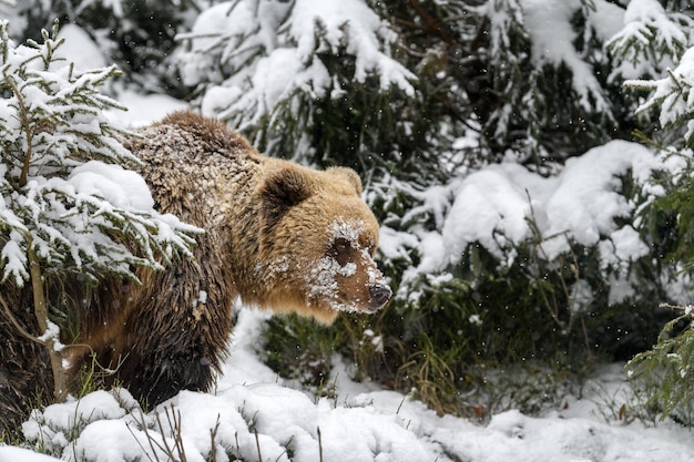 ours brun dans la forêt d'hiver. Animal dangereux dans l'habitat naturel.