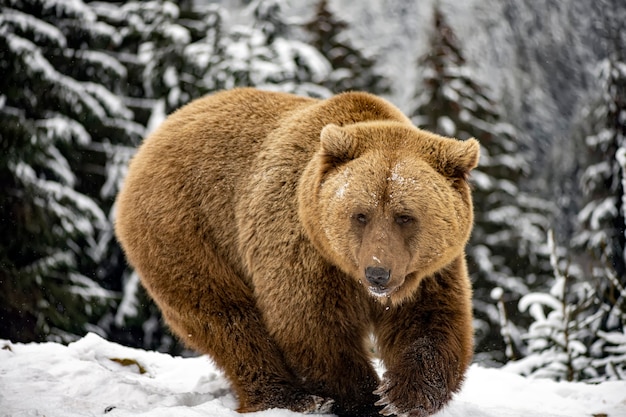 Ours brun dans la forêt d'hiver