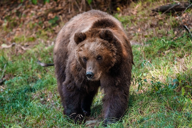 Ours brun dans la forêt Ours du Kamtchatka Ursus arctos beringianus