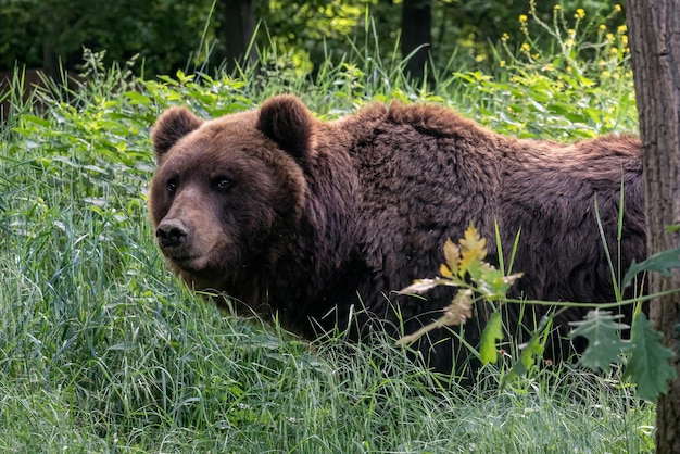 Ours brun dans la forêt Ours du Kamtchatka Ursus arctos beringianus