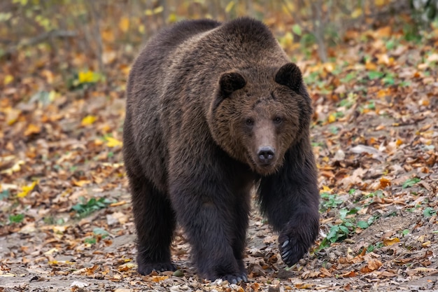 Ours brun dans la forêt