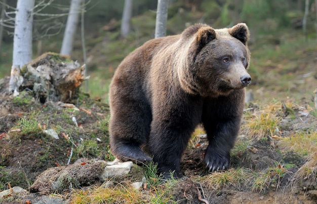 Un ours brun dans la forêt