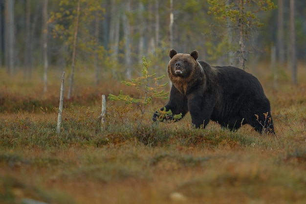 Ours brun dans l'habitat naturel de la Finlande