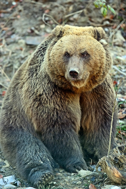 Ours brun dans les montagnes des Carpates. Ukraine