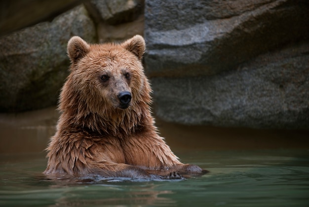 Ours brun dans une piscine