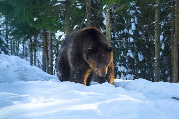 Ours brun dans la réserve