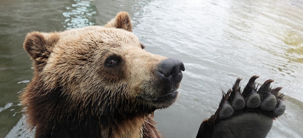 Ours brun dans le zoo nageant dans la piscine