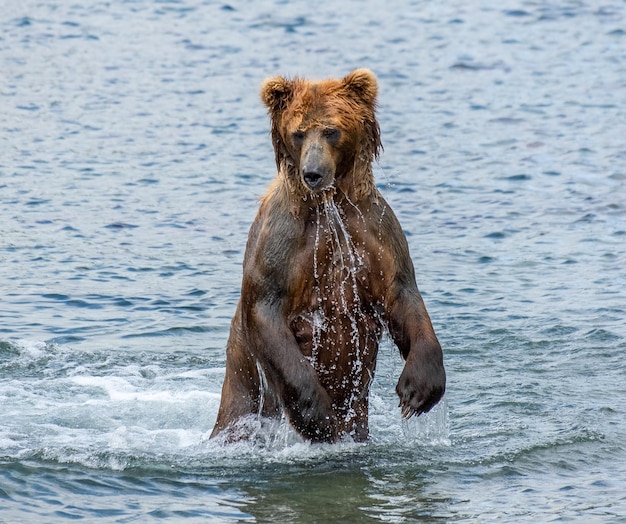 Ours brun debout dans l'eau